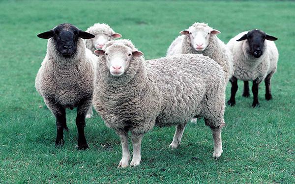 sheeps 008