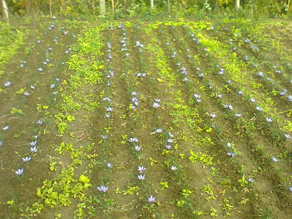 plantantie de sofran in Romania