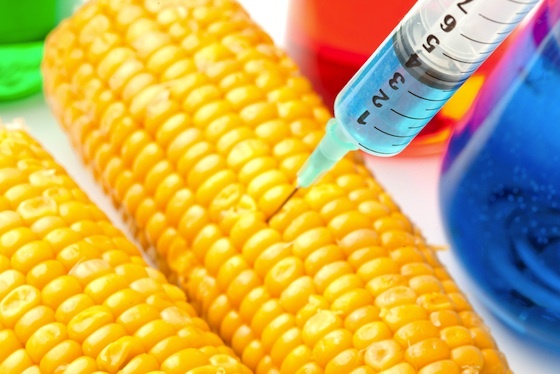 Corn-being-injected