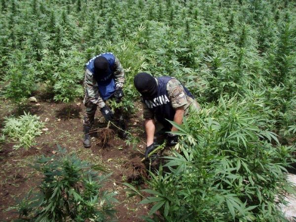 plantatie cannabis